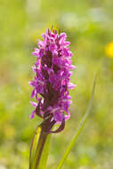 Dactylorhiza incarnata (L.) Soó resmi