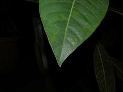 Plancia ëd Psychotria grandis Sw.