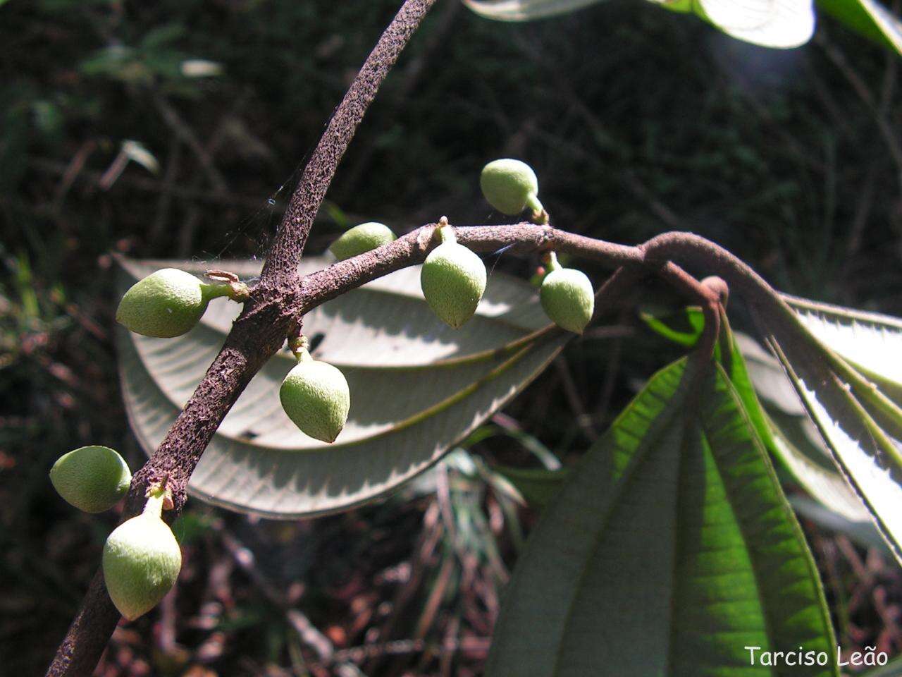 Image of Henriettea succosa (Aubl.) DC.