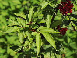 Imagem de Sambucus