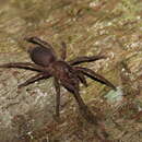 Image of Singapore Front Door Tarantula