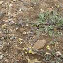 Image of Physaria kingii subsp. kingii