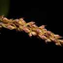 Image of Bulbophyllum morphologorum Kraenzl.