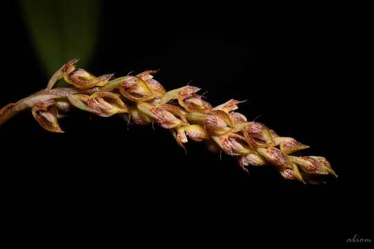 Image of Bulbophyllum morphologorum Kraenzl.