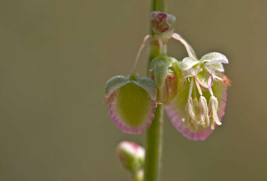 Rumex scutatus L. resmi