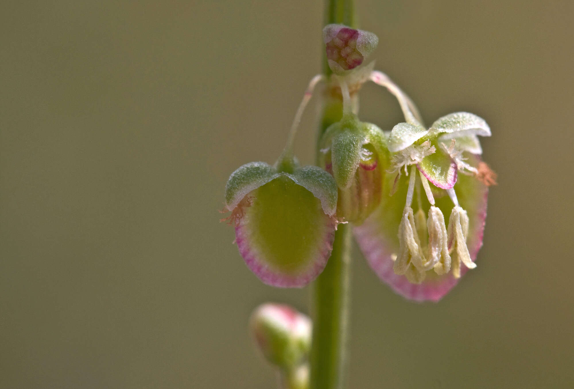 Image of French sorrel