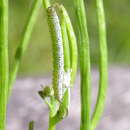 Image of orange tip