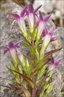 Image of gentian family