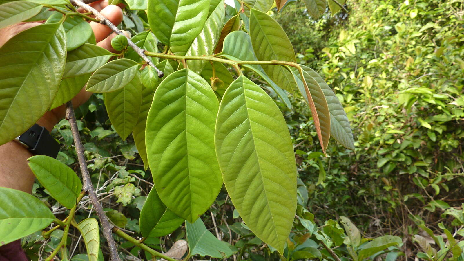 Image of Annona sylvatica A. St.-Hil.