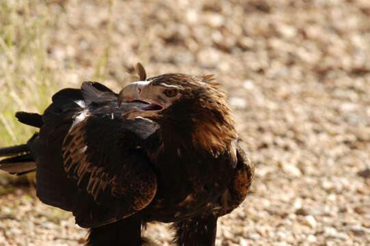 Image of Wedge-tailed Eagle