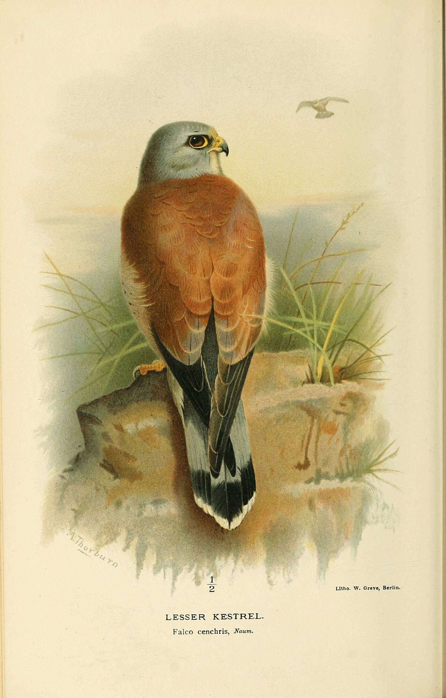 Image of Lesser Kestrel