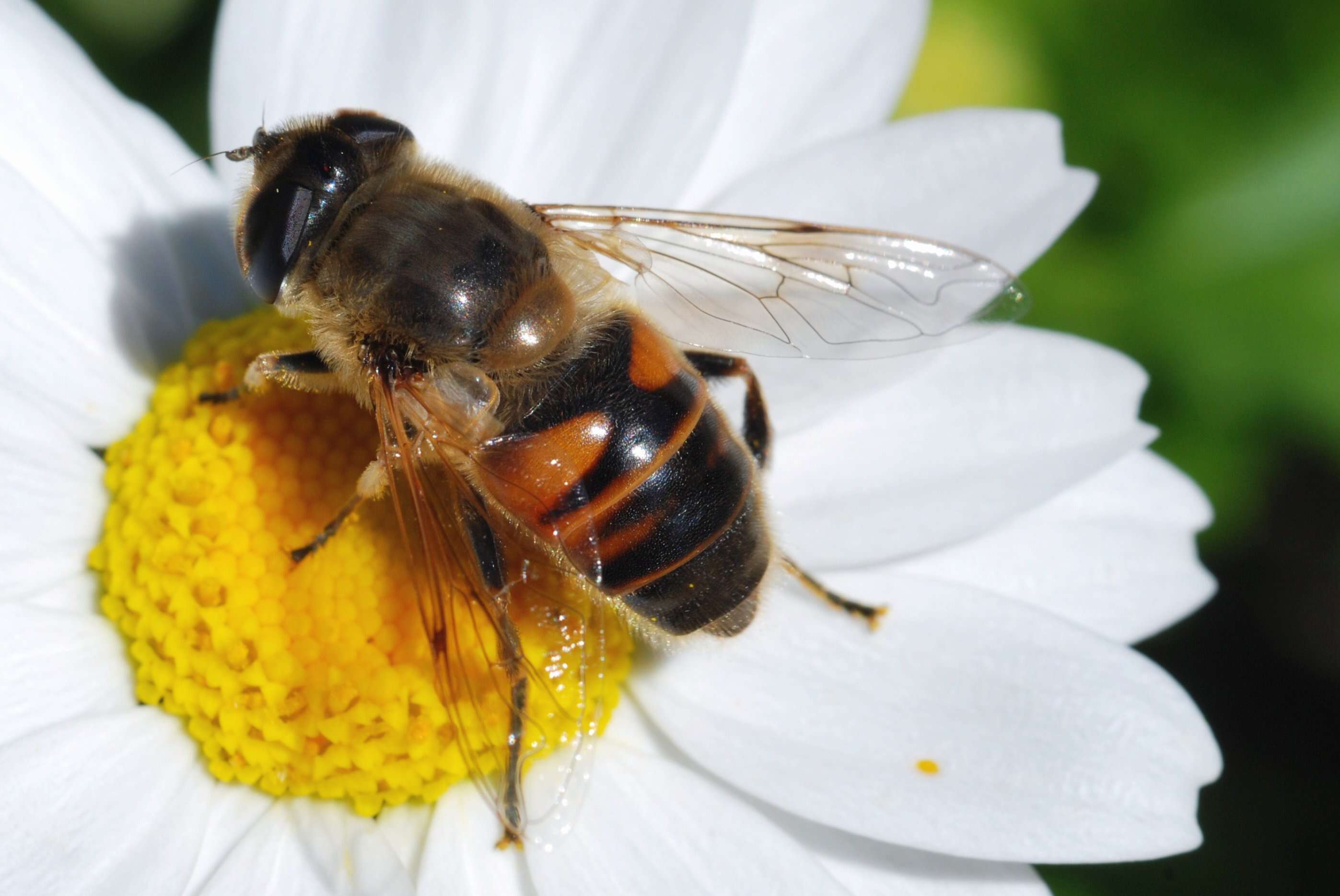 Image of Eristalis