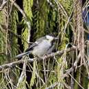 Image of Parus major cinereus