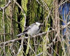 Imagem de Parus major cinereus Vieillot 1818