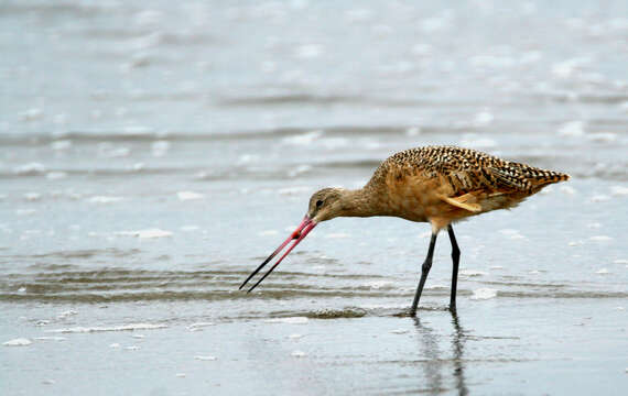 Image of Limosa Brisson 1760