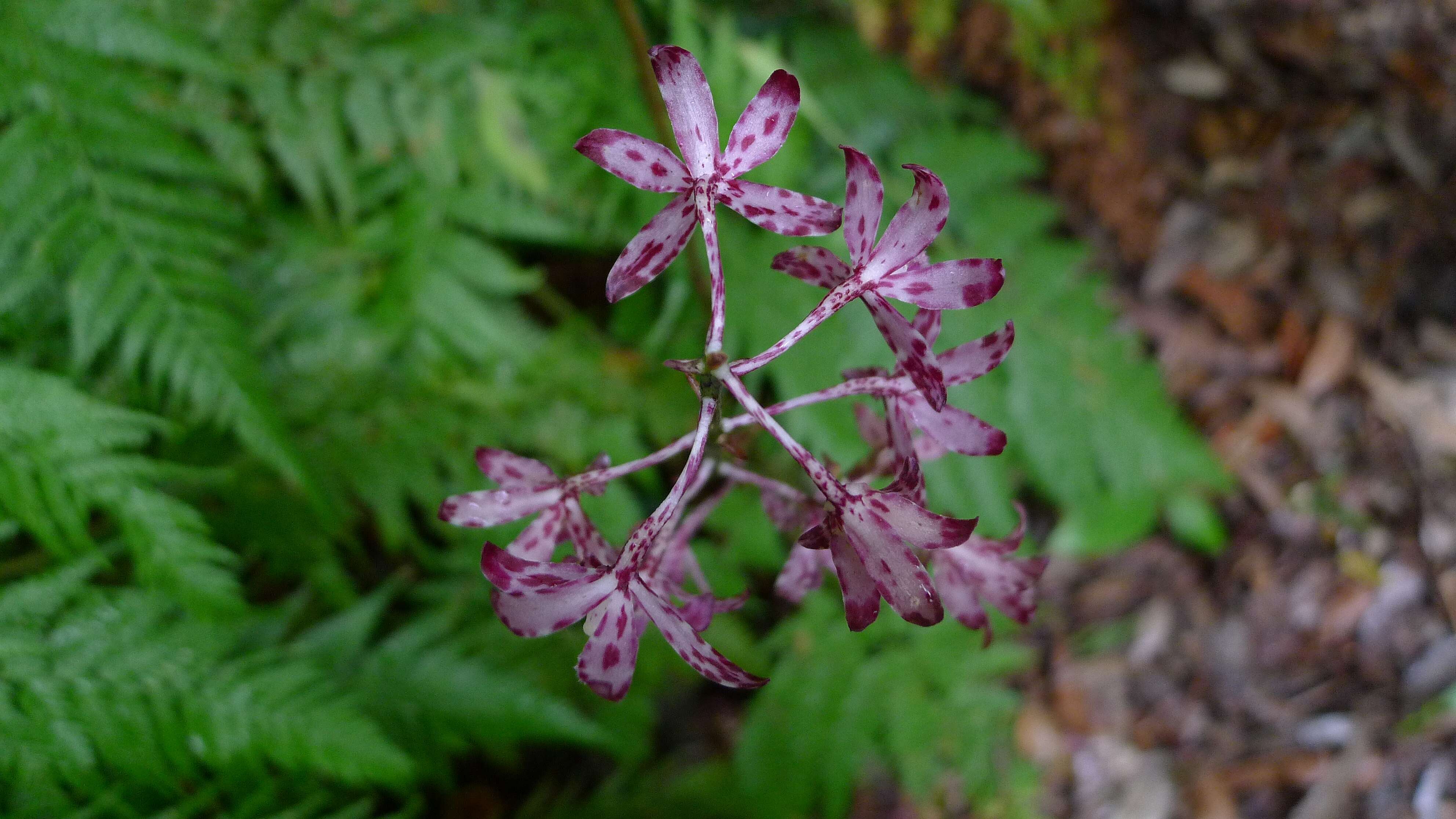 Image of hyacinth orchids