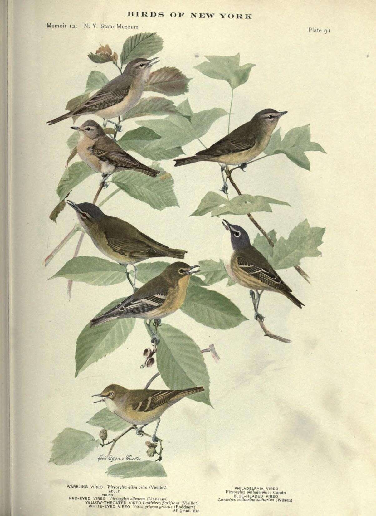 Слика од Vireo Vieillot 1808