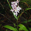 Слика од Epidendrum blepharistes Barker ex Lindl.