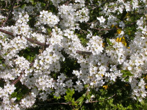 Image of Blackthorn