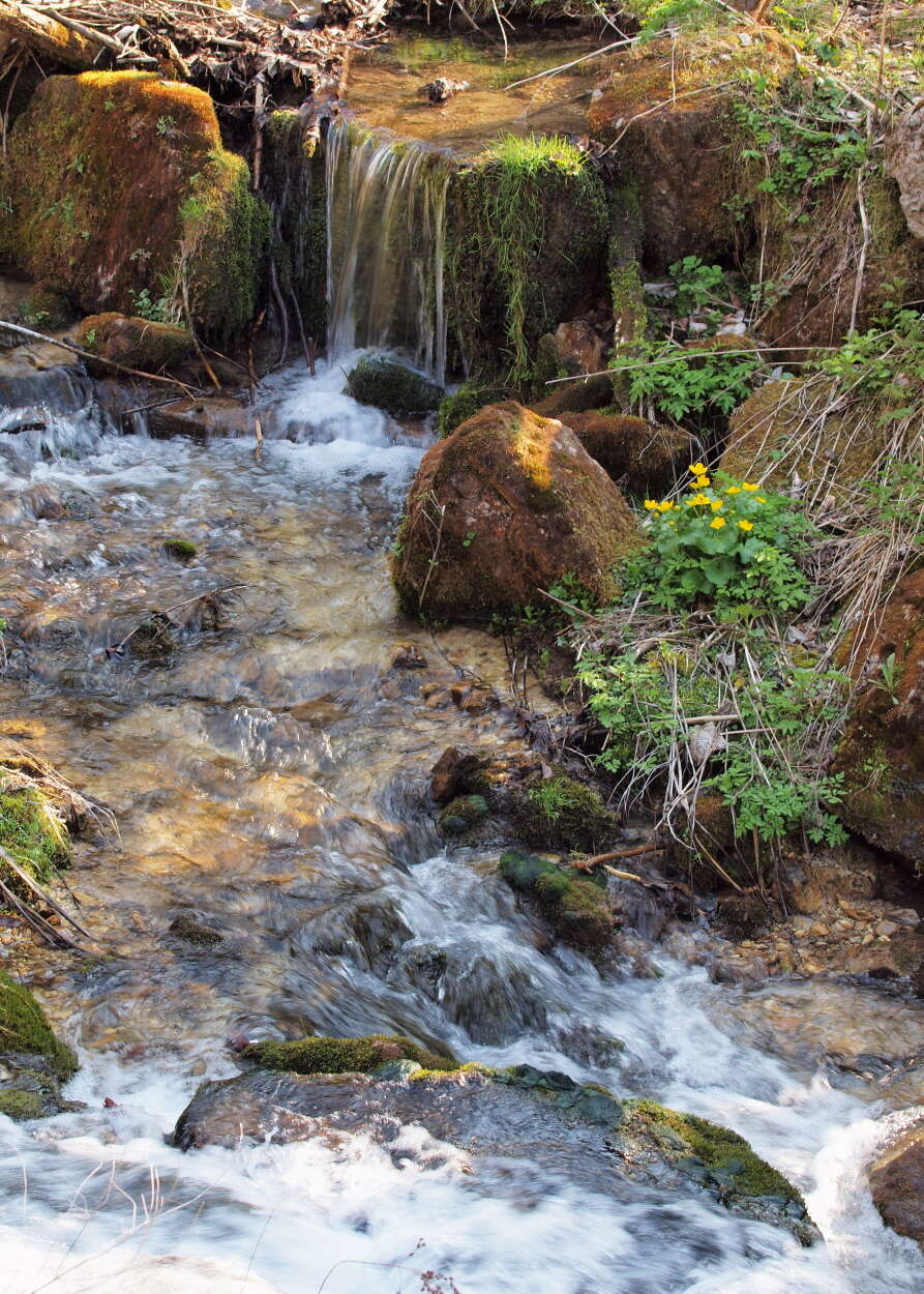 Image of marsh marigold