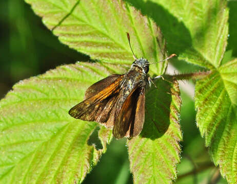 Image of Tawny-edged Skipper