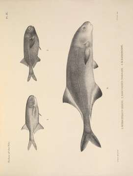 Image of Petrocephalus degeni Boulenger 1906