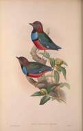 Image of Erythropitta Bonaparte 1854