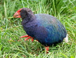 Image of North Island takahe