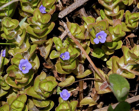 Image of blue waterhyssop