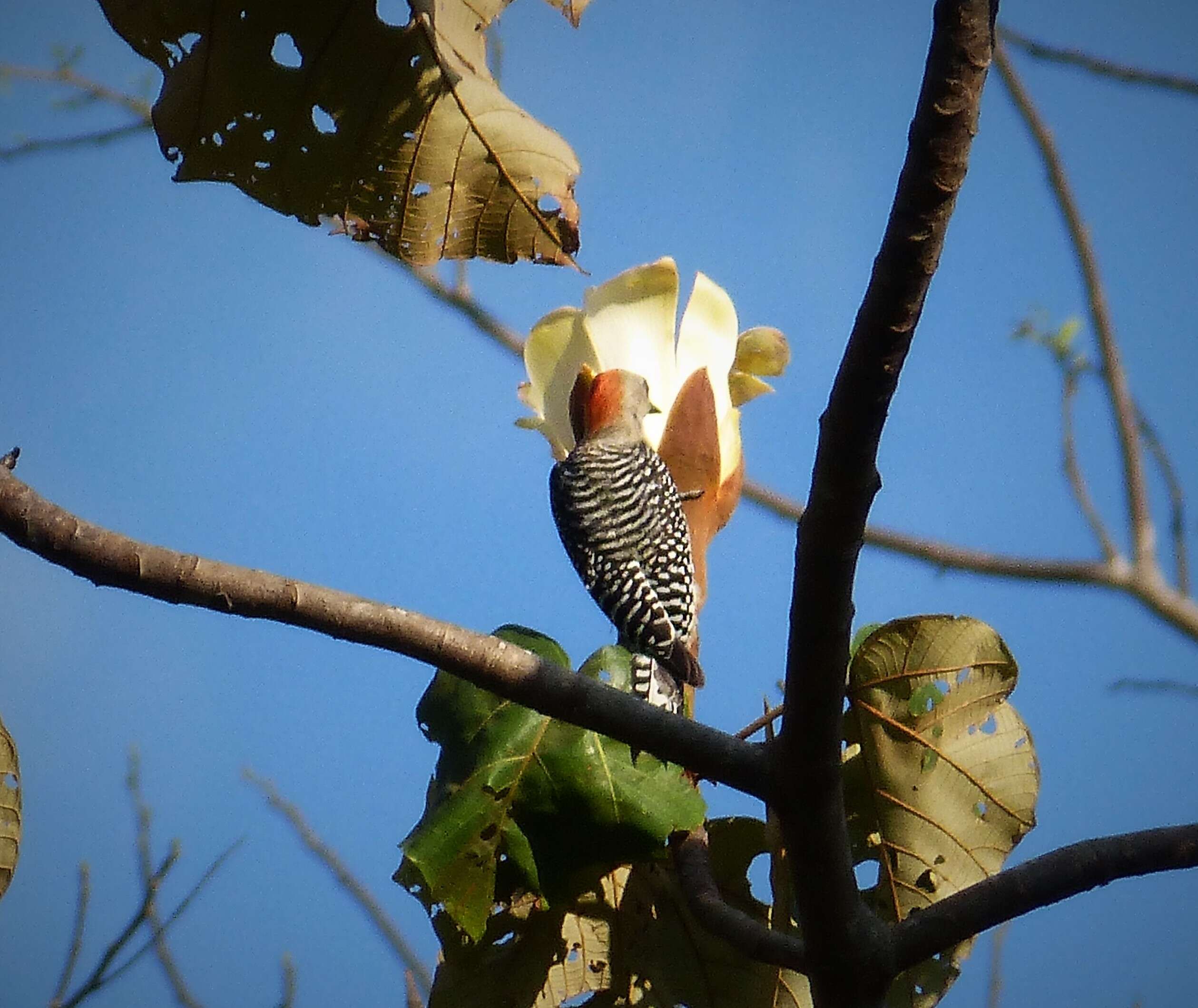 Image of Red-crowned Woodpecker