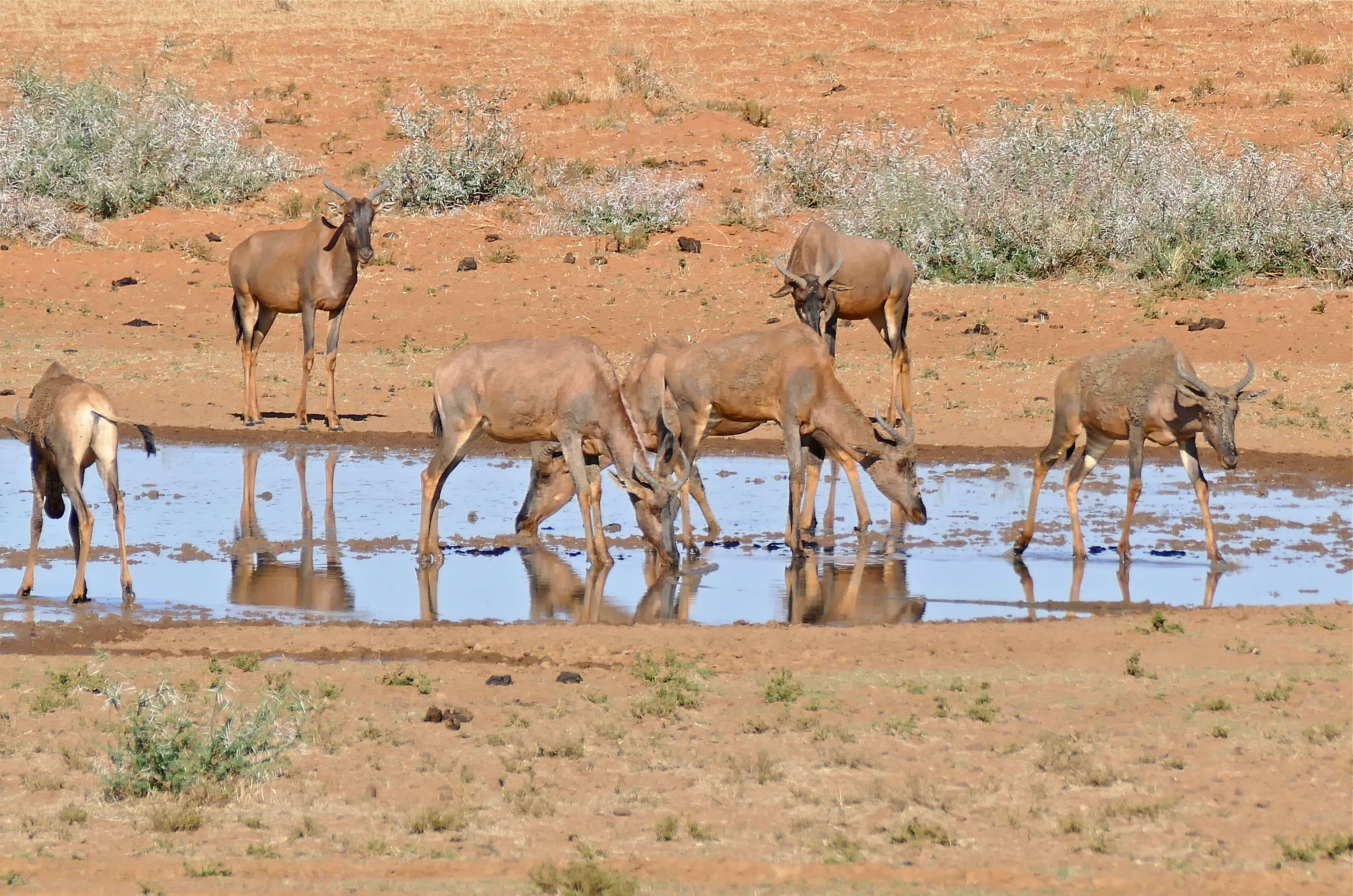 Imagem de Damaliscus lunatus (Burchell 1823)