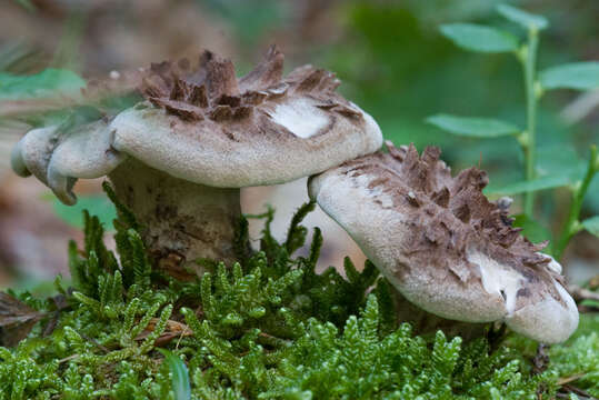 Image of Scaly tooth