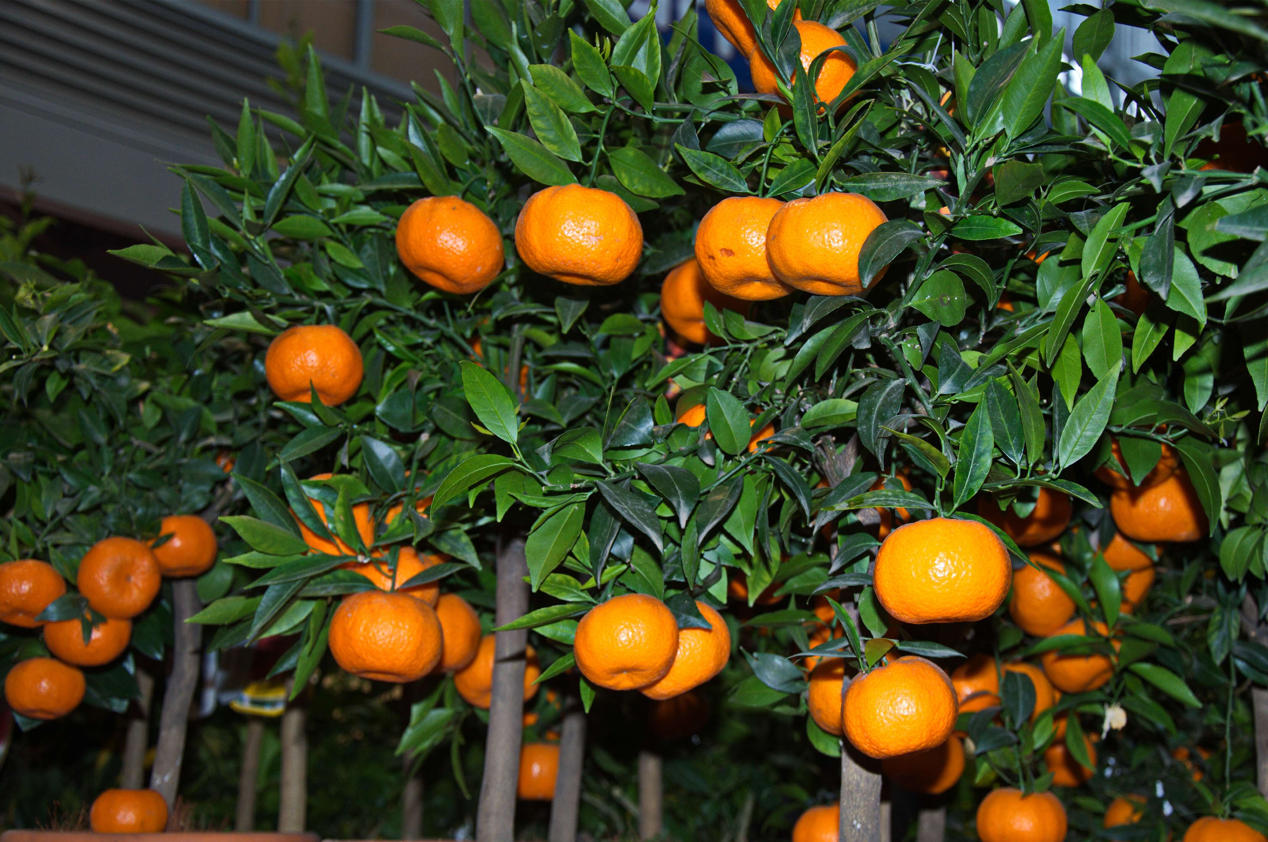 Image of citrus