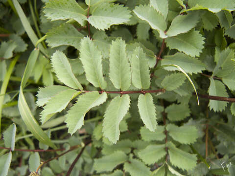 Image of Sanguisorba alpina Bunge