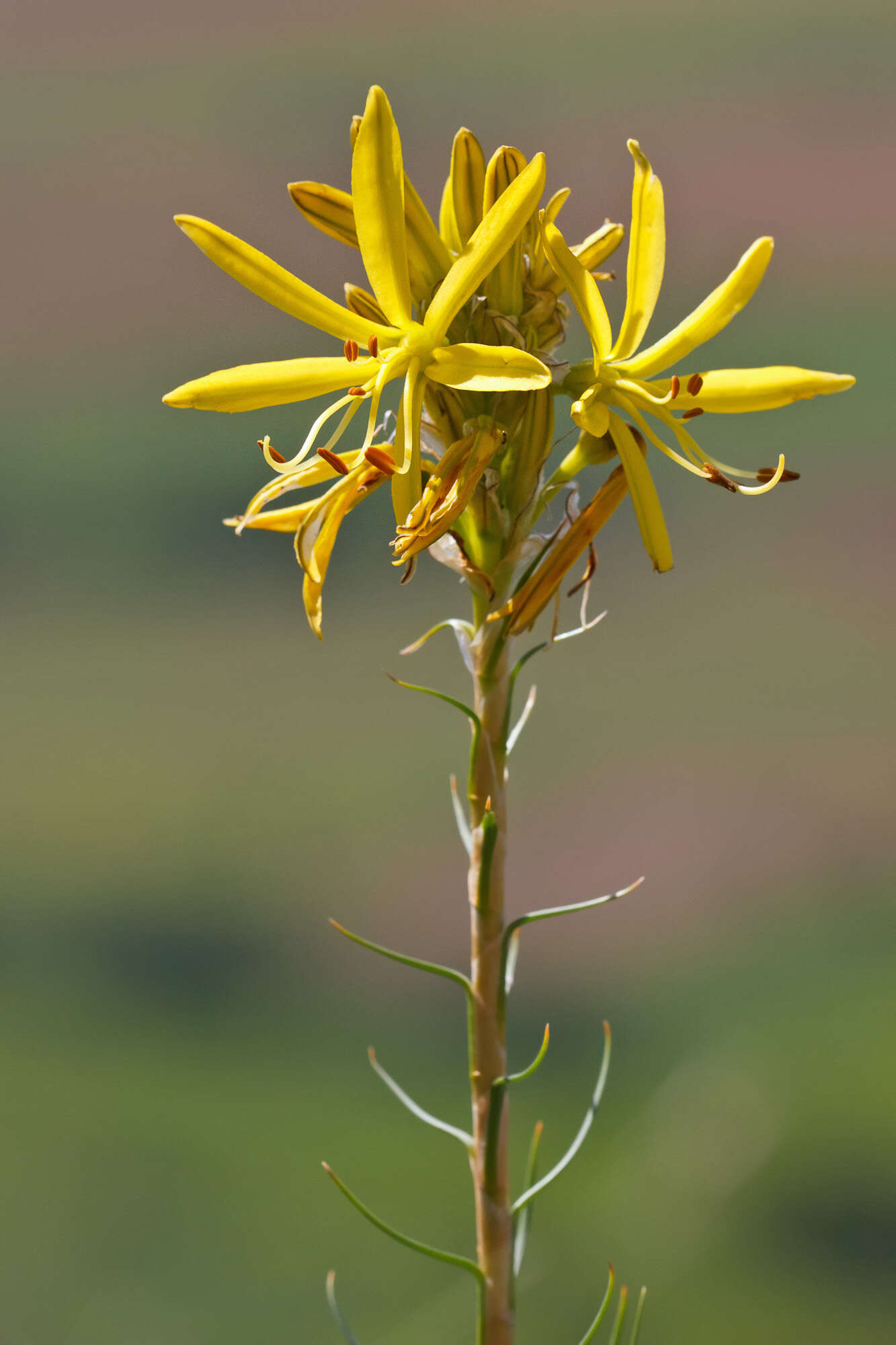 Image of yellow asphodel