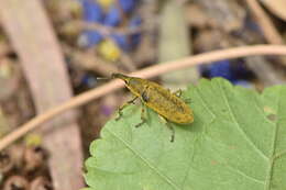 Слика од Lixus pulverulentus (Scopoli & J. A. 1763)