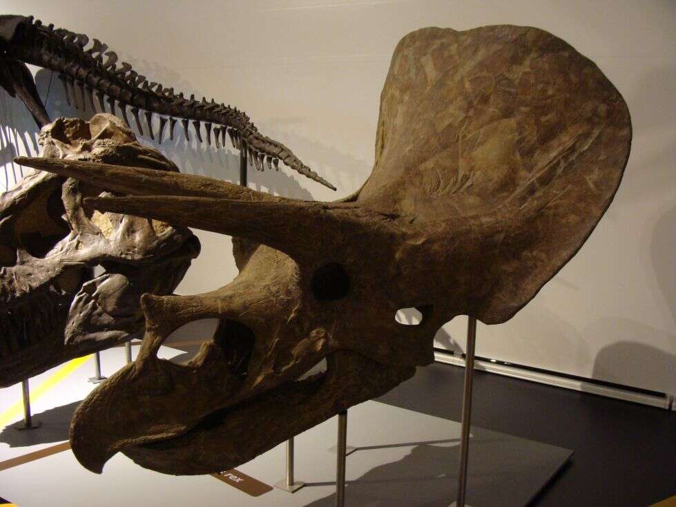 Image of Triceratops horridus (Marsh 1889)