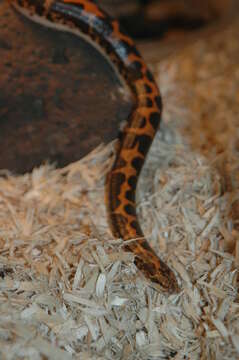 Image of Sand Boa