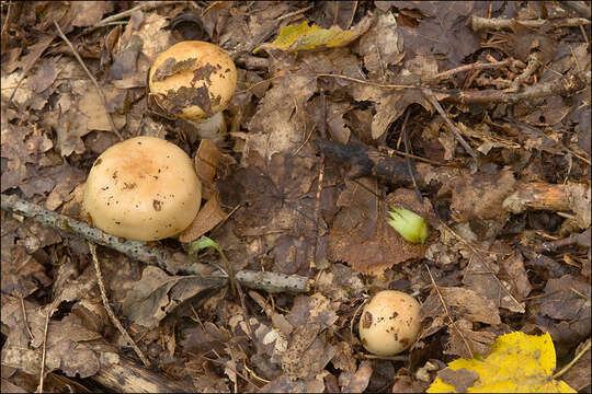 Image of Russula grata Britzelm. 1893