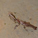 Image of Ghost Mantis