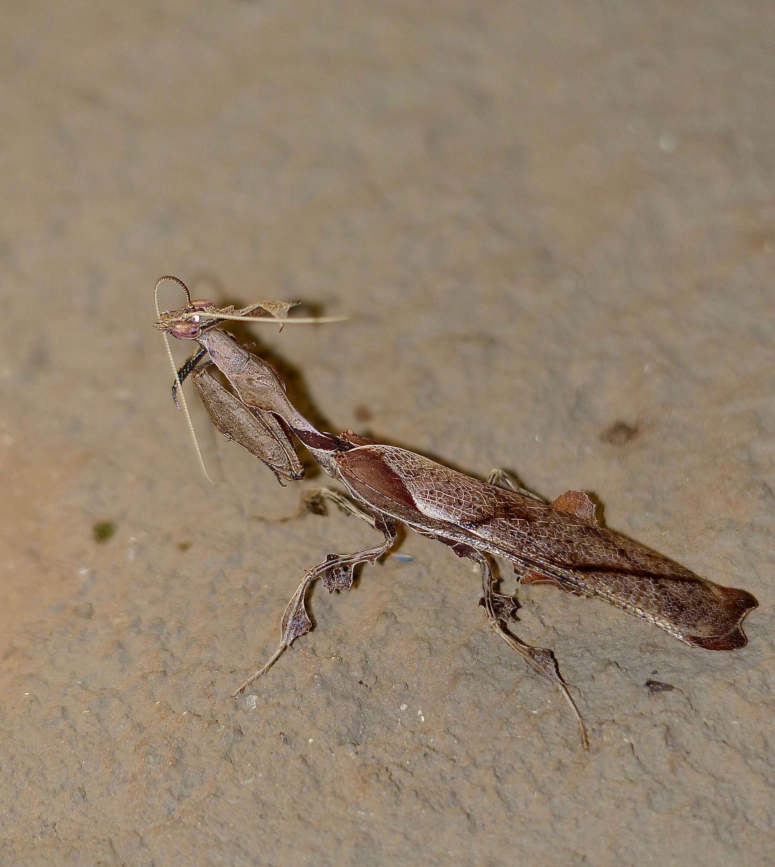 Image of Dictyoptera