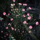 Image de Pimelea rosea subsp. rosea