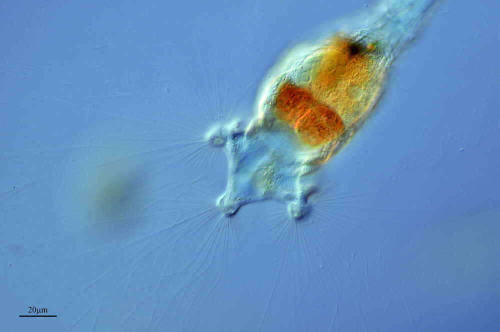 Image of Collothecacea