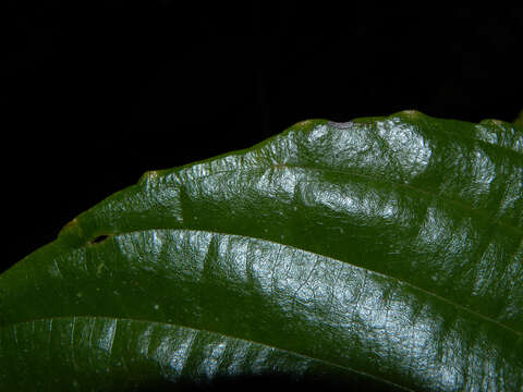 صورة Gouania colombiana Suess.