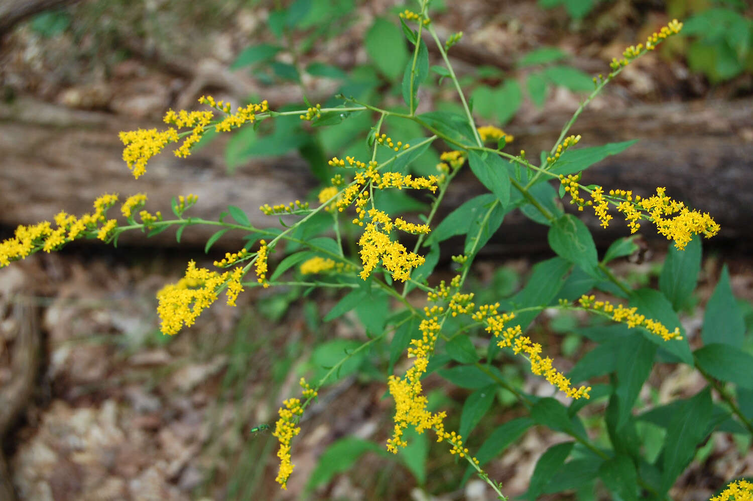 Image of goldenrod