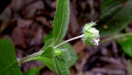 Image of bushmint