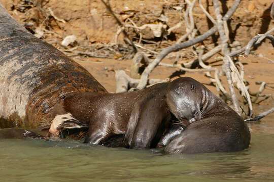 Image of giant otter