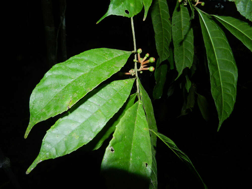 Image of Sorocea affinis Hemsl.