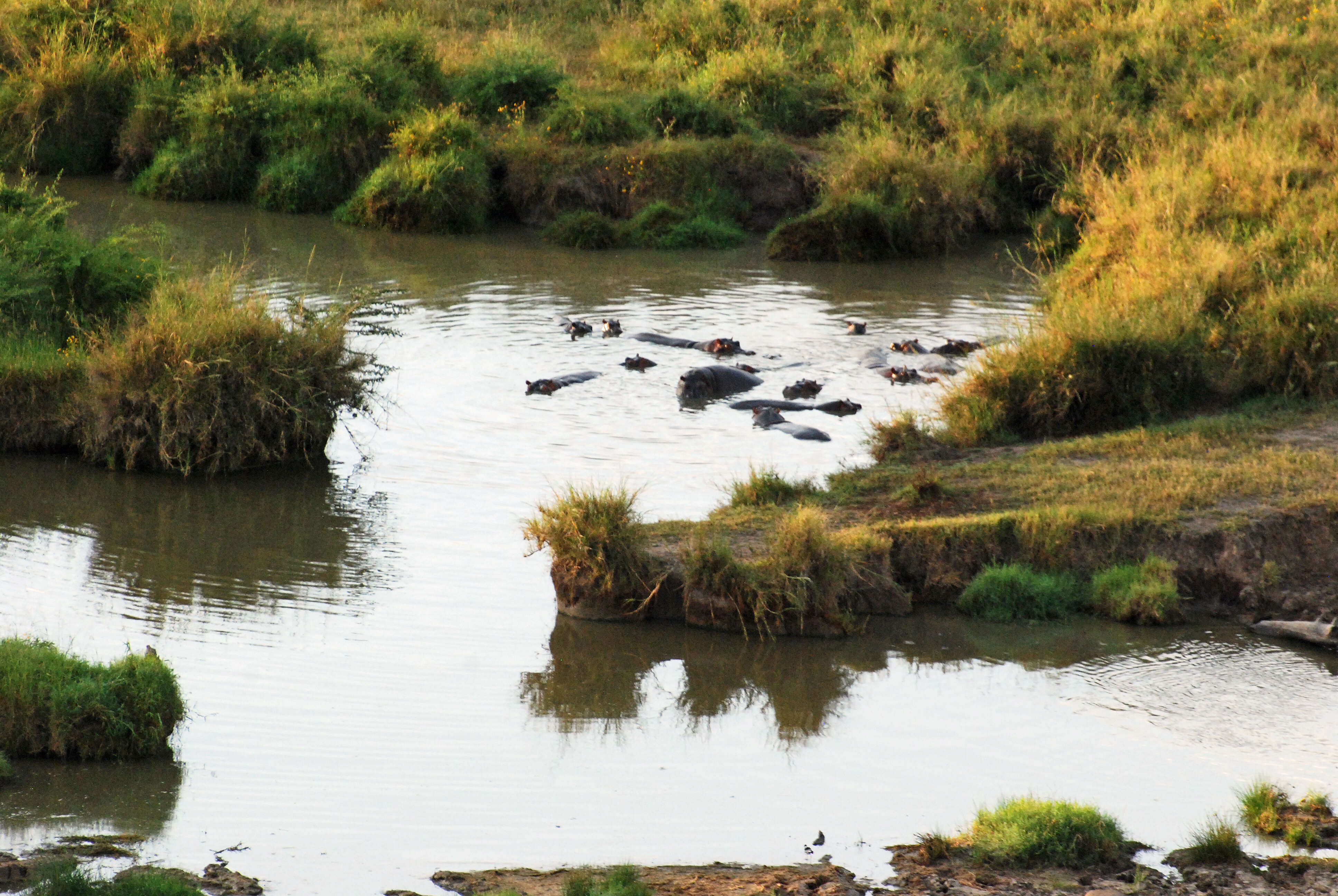 Image of Common Hippopotamus