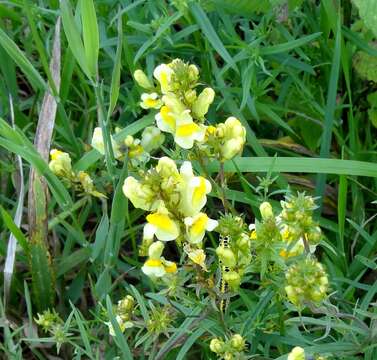 Image of Common Toadflax